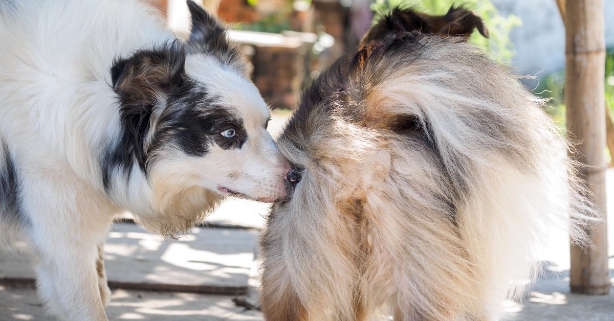 Perché i cani annusano gli altri cani?