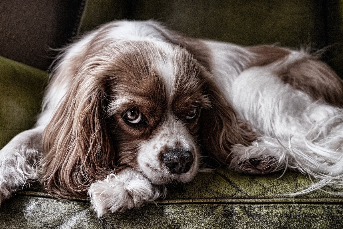 cane sul divano