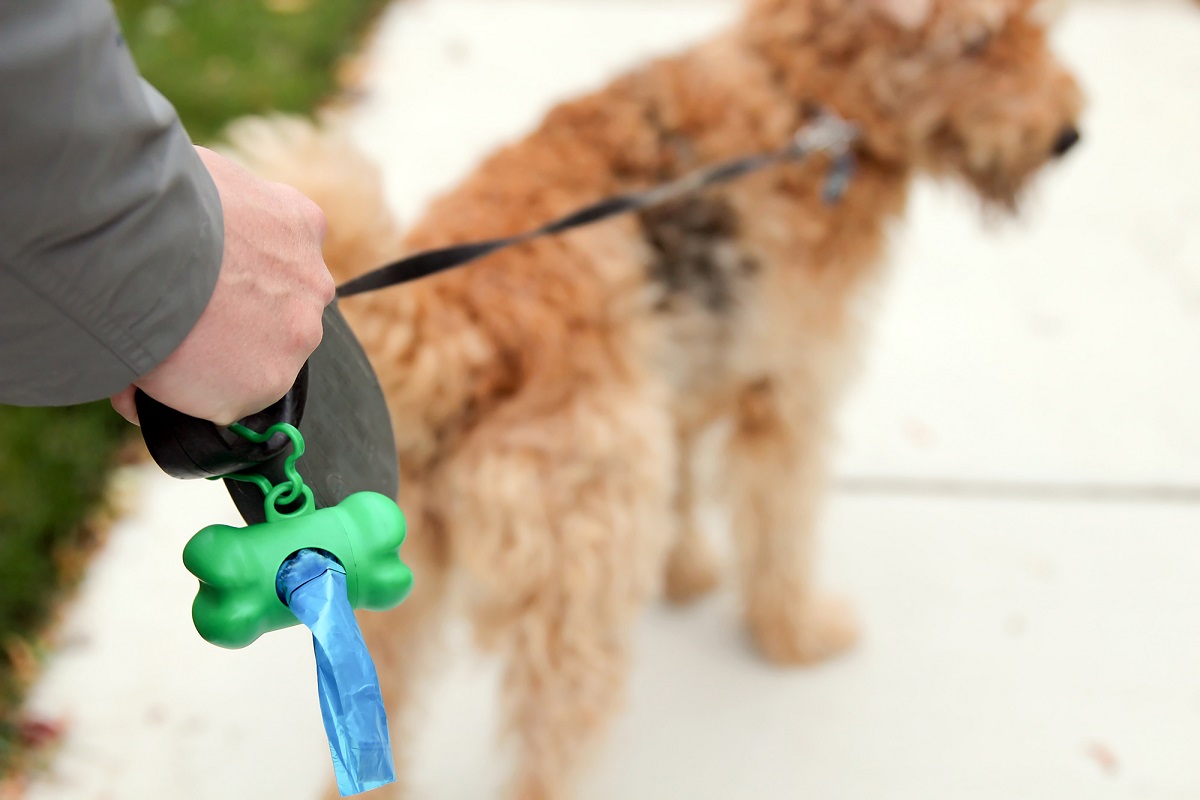 cane a passeggio