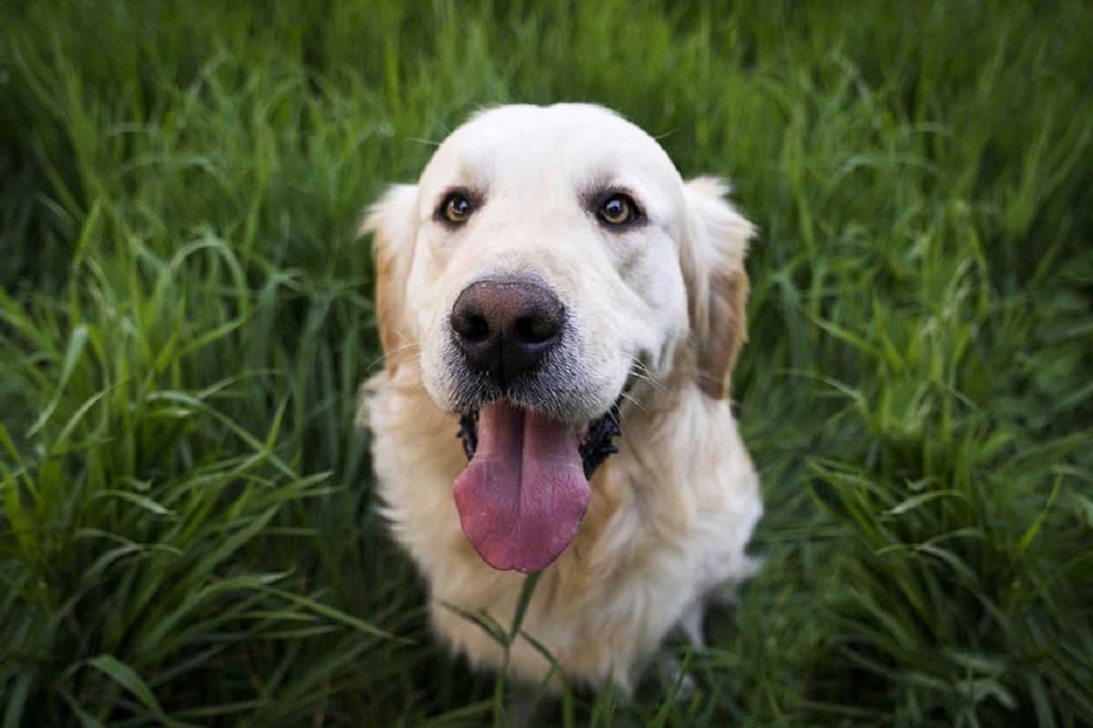 cane nell'erba