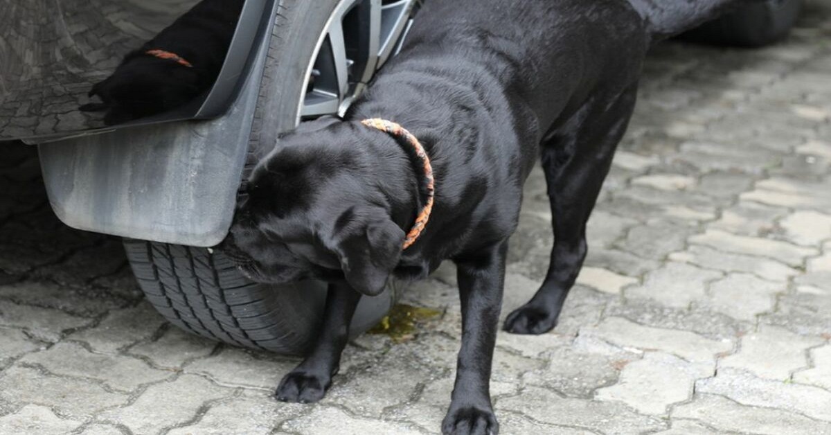 Perché i cani fanno pipì sugli pneumatici?