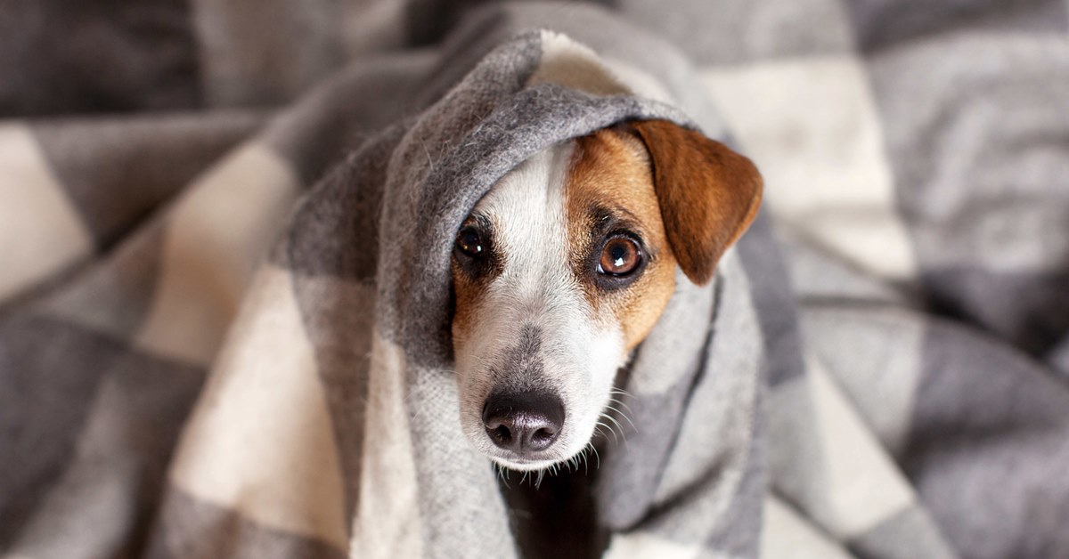 cane che si nasconde sotto la coperta
