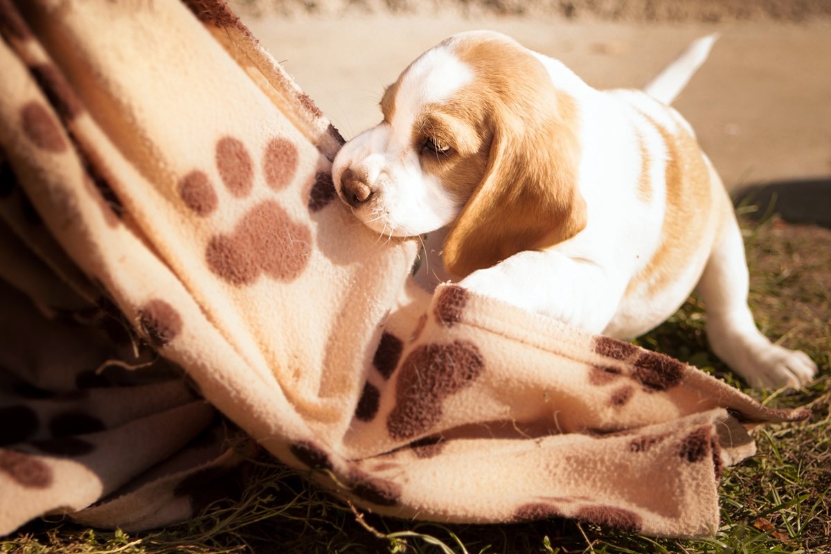 cucciolo di beagle che gioca con una coperta