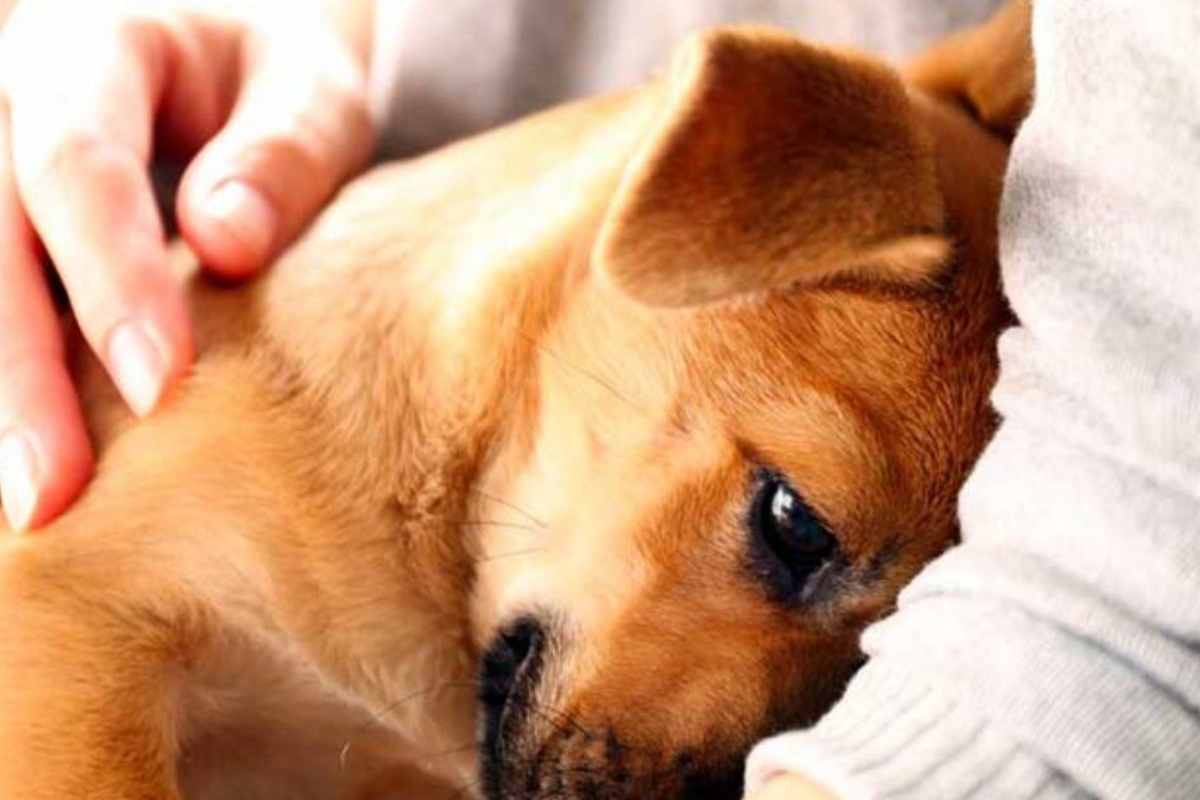 Il cane non vuole dormire da solo: trucchi e consigli