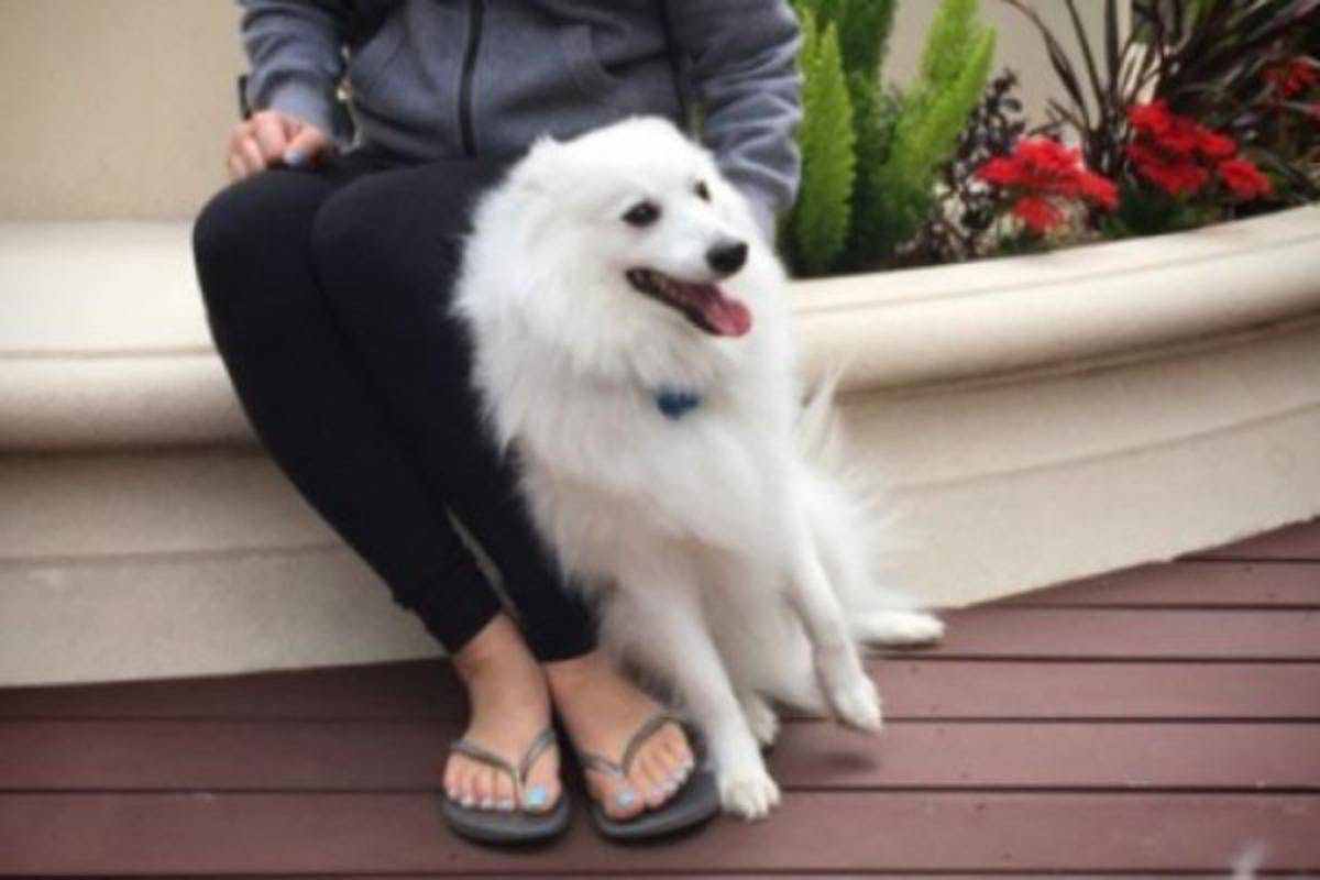 cane bianco a pelo lungo si appoggia alla padrona