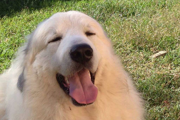 cane con bocca aperta