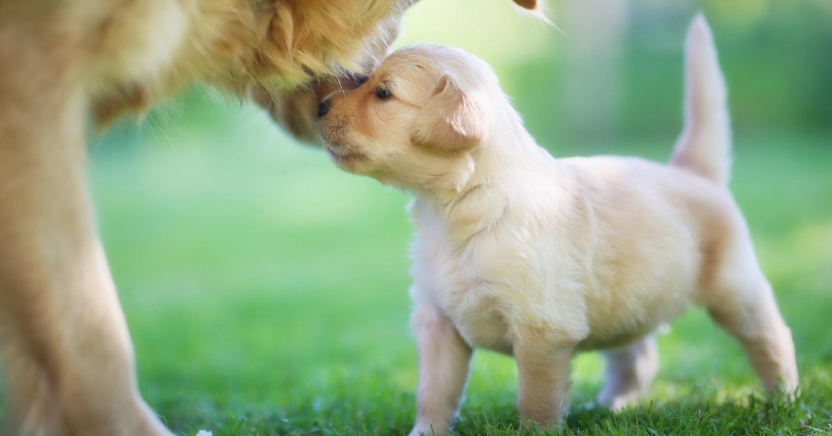 Perché i cani ti portano i loro cuccioli?