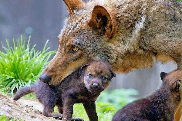 lupo con il cucciolo