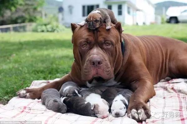 cane con i suoi cuccioli