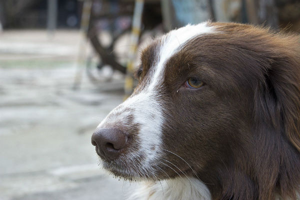 cane che guarda