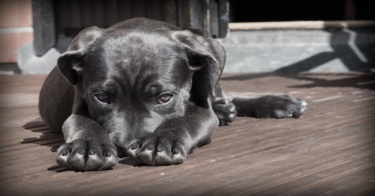 Perché il cane si mette le zampe in faccia