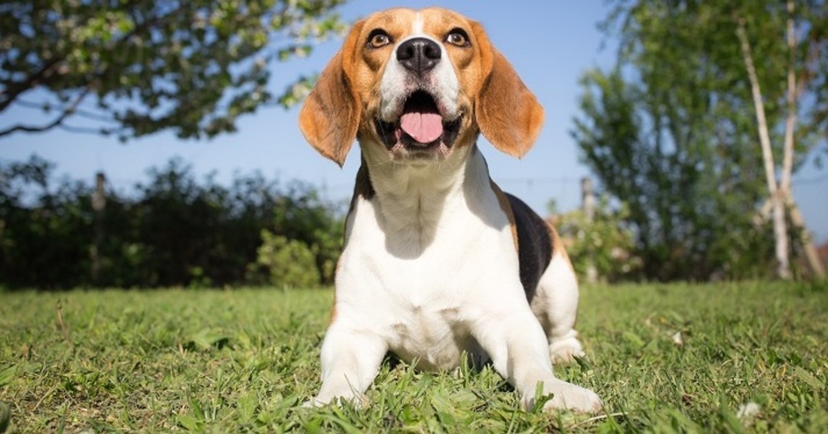 Poliarterite del cane: tutto quello che c’è da sapere