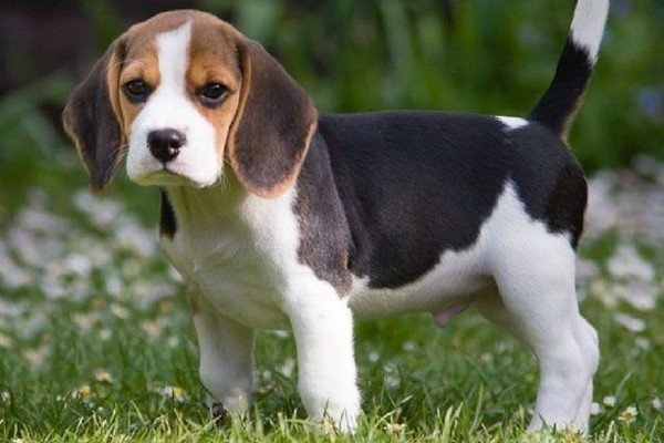 cucciolo di beagle