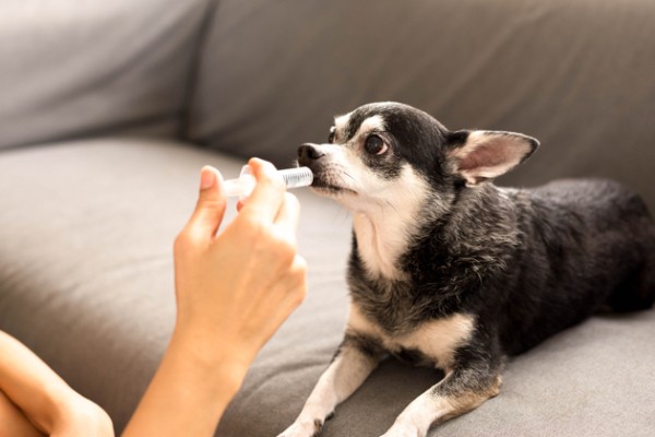 cane sul divano