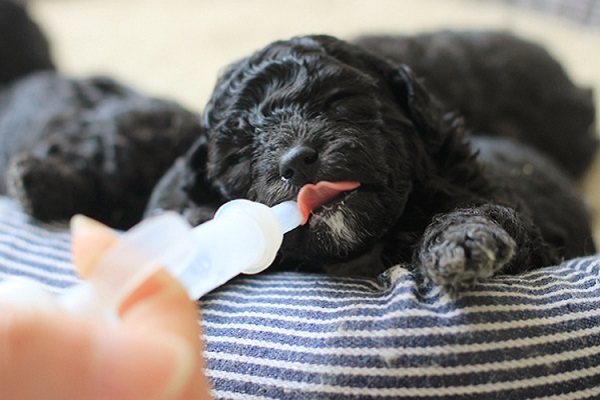 cucciolo di cane che mangia dalla siringa