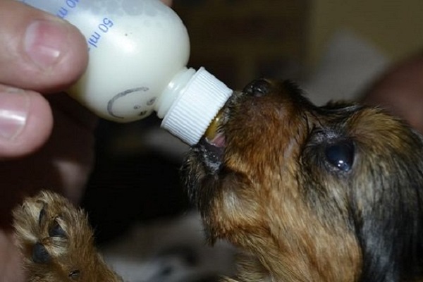 dare il latte a un cucciolo di cane