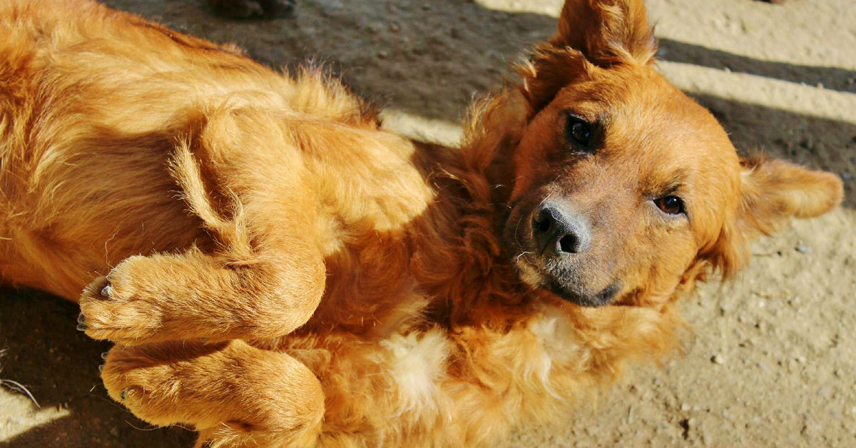 Primo cane, come ci si comporta? Tutti i suggerimenti