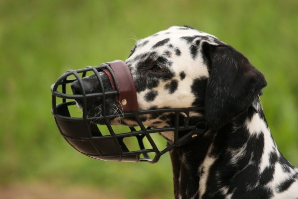 museruola in cuoio per cani