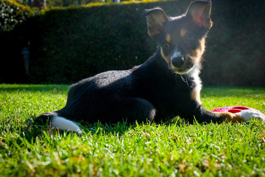 punire il cane che si comporta male