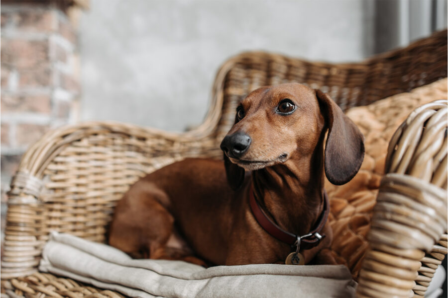 punire il cane bassotto