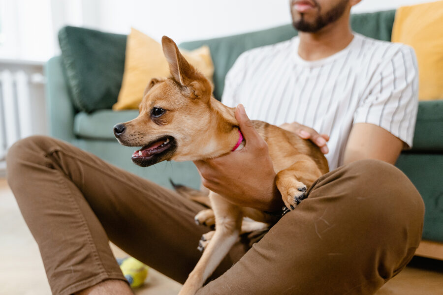 punire il cane senza traumi