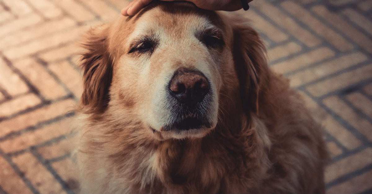 Punti di pressione del cane: quali sono e a cosa servono