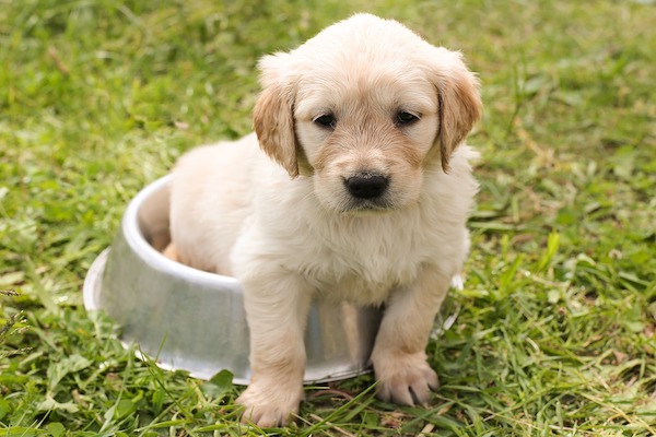 Un cane non è un oggetto