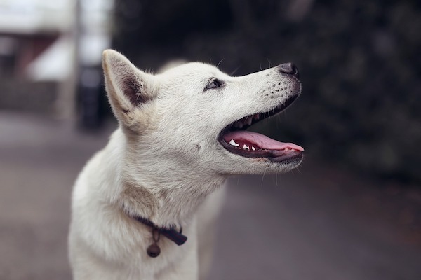 Insegnare al cane a contare, step by step