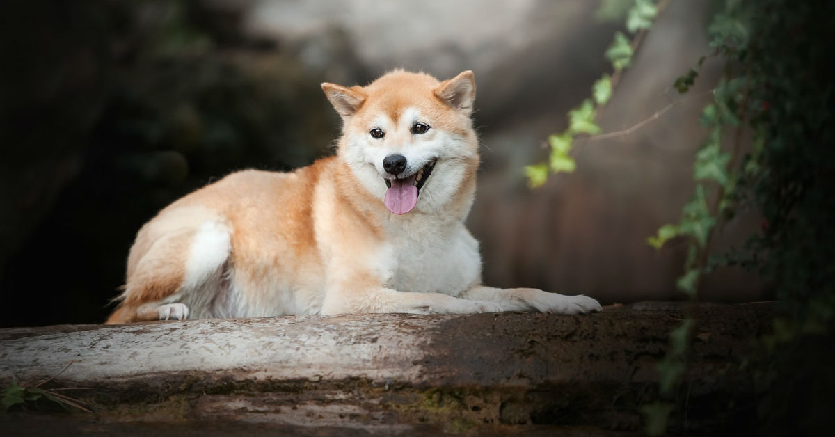 Razze di cani giapponesi: ecco quali sono