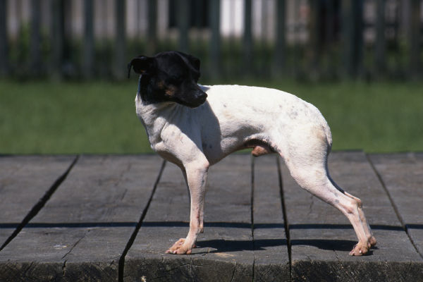 cane bianco e nero