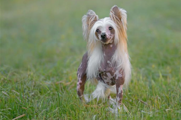 cane sul prato