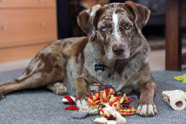 vivere con il cane in una casa in affitto