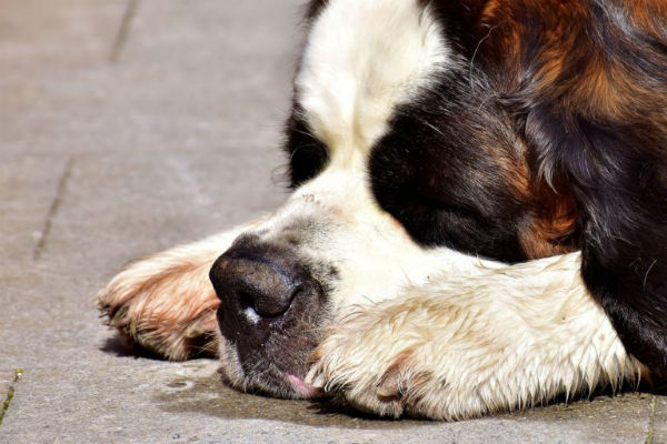 cane coricato