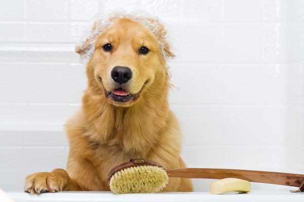 cani e bagno al bicarbonato