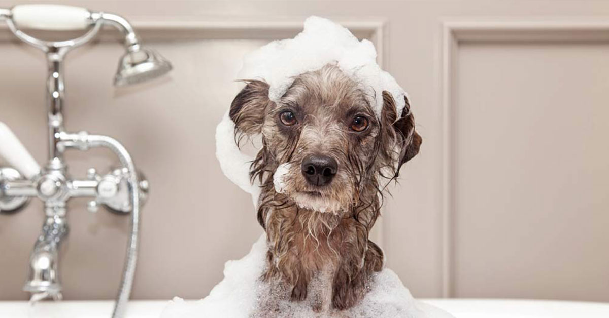 Shampoo per cani al bicarbonato: come prepararlo in casa
