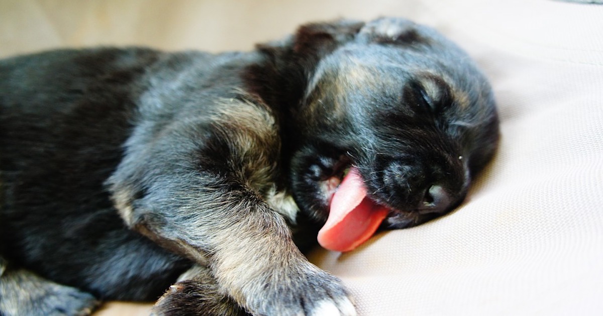 Il cane dorme con la lingua di fuori, come mai?