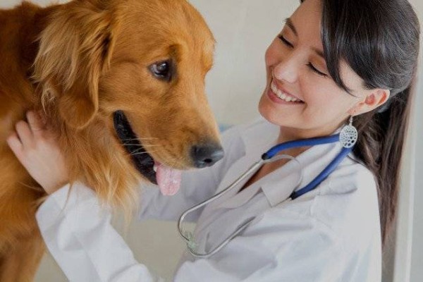 cane visitato dal veterinario