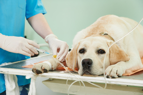 cane fa un'iniezione