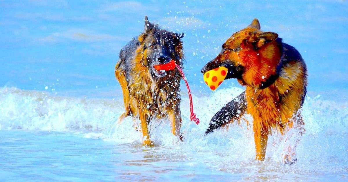 Spiagge libere per cani in Abruzzo: un tuffo al mare