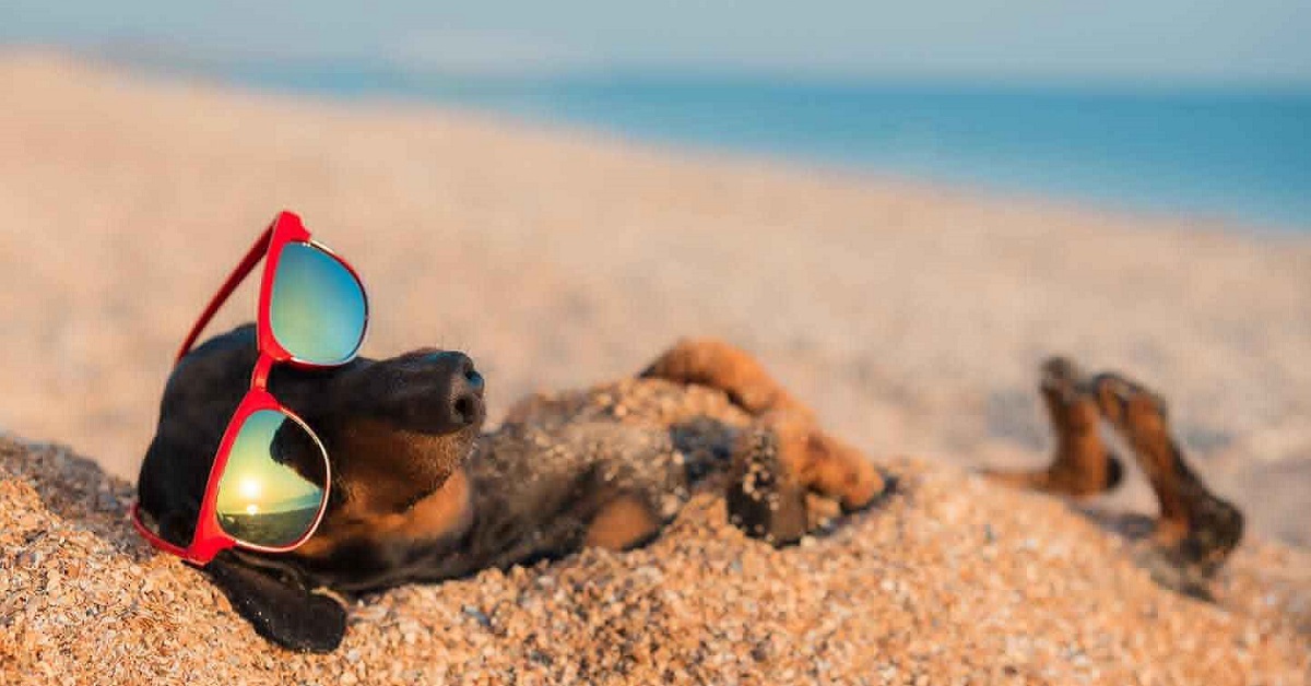 Spiagge libere per cani in Basilicata