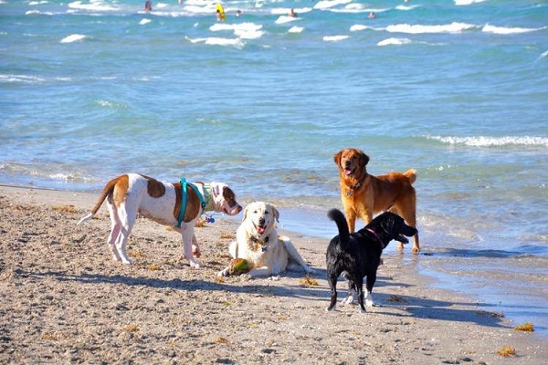 cani in spiaggia