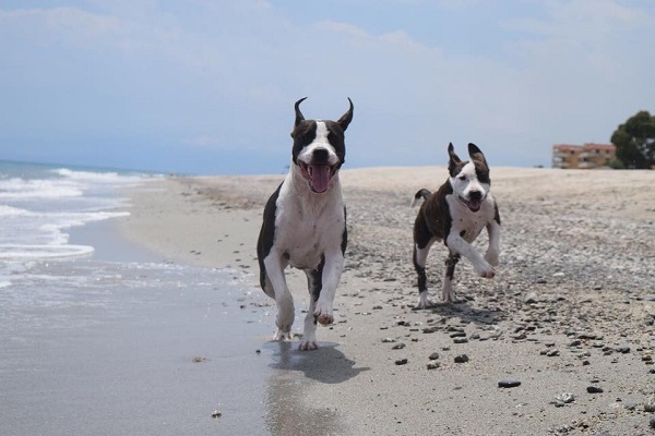 cani che corrono sulla battigia