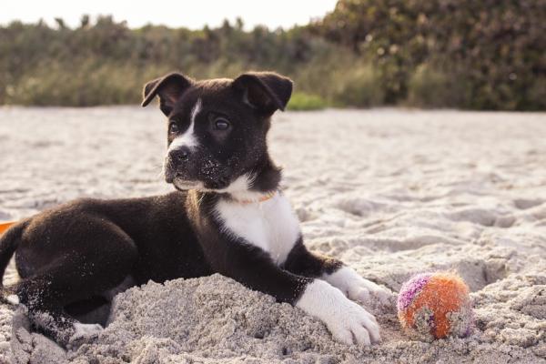 cucciolo di cane con palla