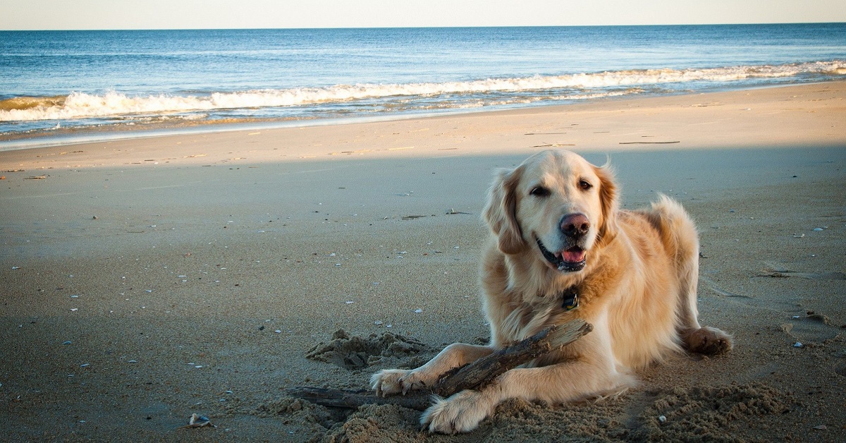 Spiagge libere per cani in Calabria: una piccola guida