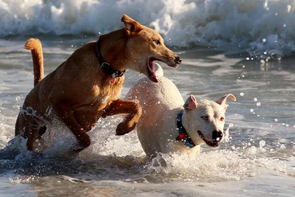 cani giocano a mare