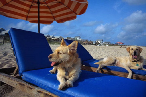 cani su lettini in spiaggia