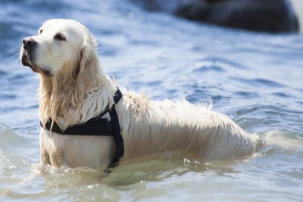 cane con pettorina fa il bagno