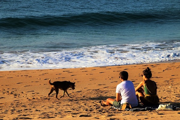 spiagge accessibili al cane in calabria