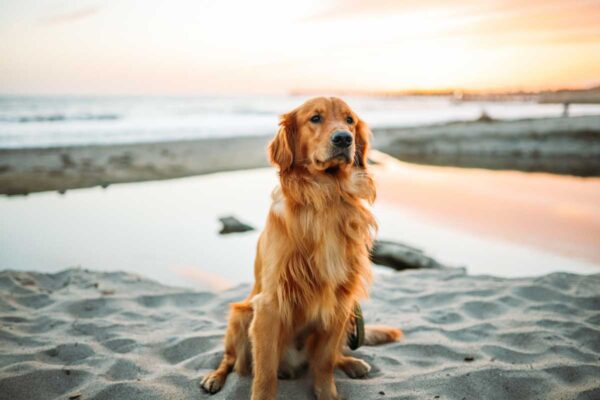 cane in spiaggia