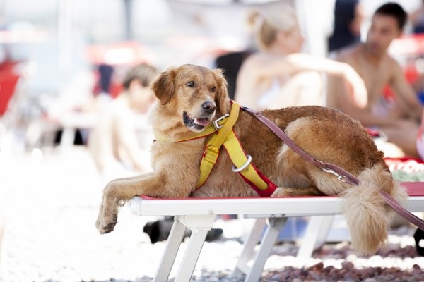 cane in spiaggia